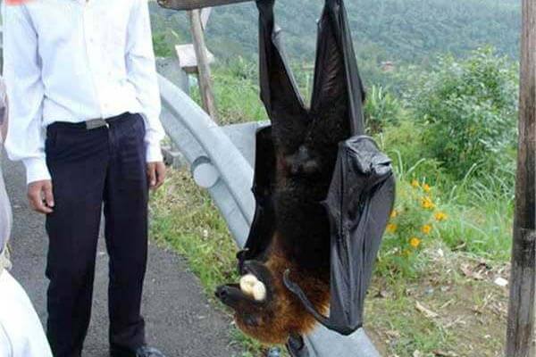 菲律宾巨型蝙蝠