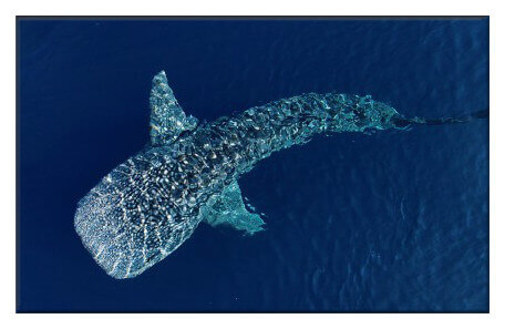 海里遨游的菲律宾鲸鲨