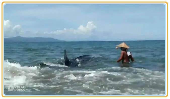 渔民与 濒危动物菲律宾鲸鲨