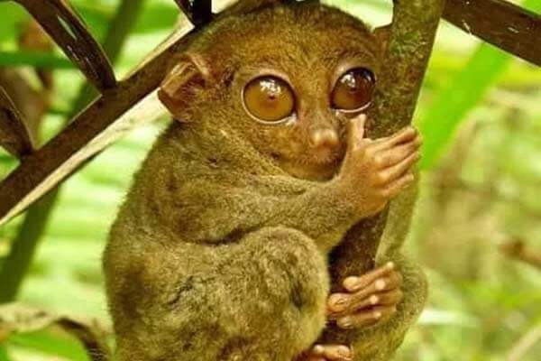 菲律宾眼镜猴