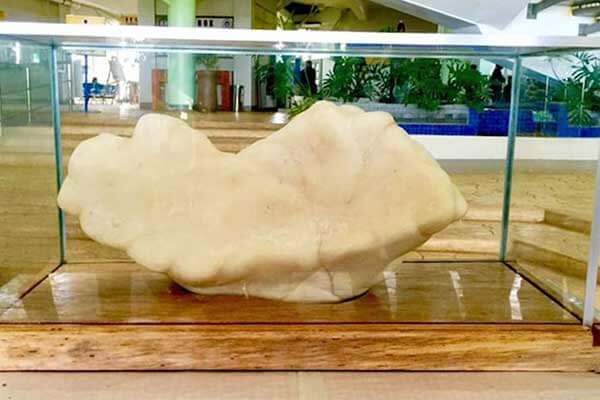 菲律宾发现世界最大珍珠