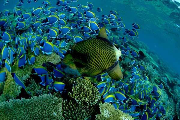 菲律宾危险海洋生物