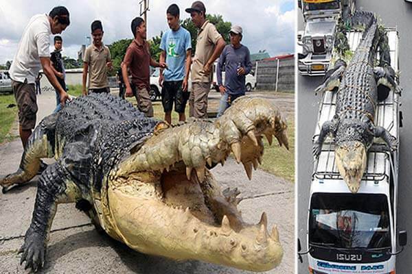 菲律宾巨型鳄鱼