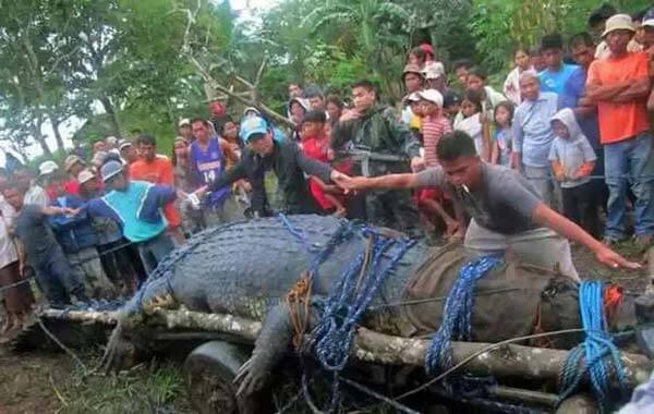 菲律宾巨型鳄鱼Lolong
