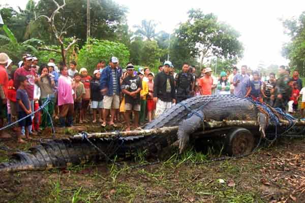 菲律宾巨型鳄鱼Lolong