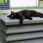 cat-1593136_640