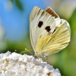 white-ling-3697204_640