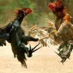 1200px-COCK_FIGHT-800×445