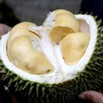 durian-1493310_640