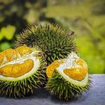 durian-3597242_640
