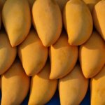 mangoes-1320111_640