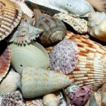 sea-shells-1886613_640