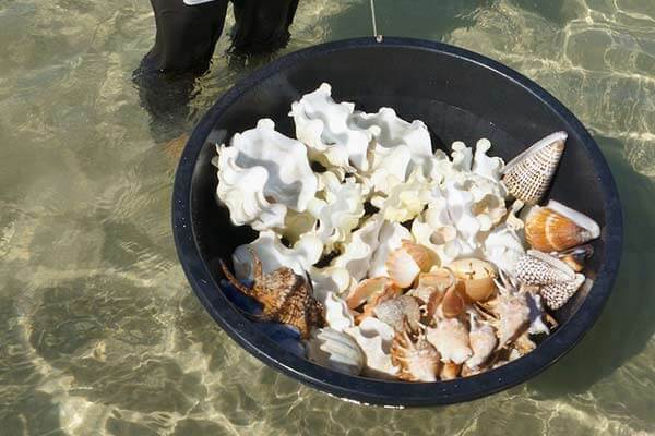 菲律宾禁止收集的贝壳