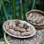 Kopi-luwak-or-civet-cat-coffee-beans