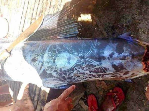 菲律宾海域纹身鱼