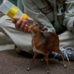 Philippine-Mouse-Deer