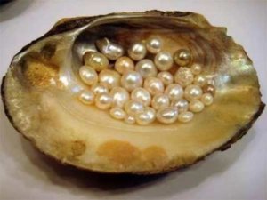 菲律宾特产珍珠