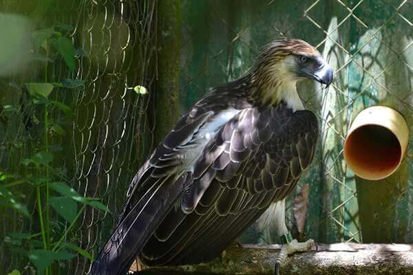 菲律宾食猴鹰